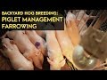 Backyard Hog Breeding: Piglet Management - Farrowing | Agribusiness B-MEG Episode 10