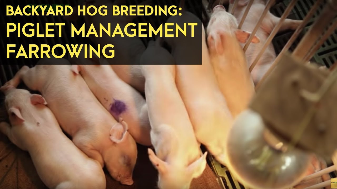 ⁣Backyard Hog Breeding: Piglet Management - Farrowing | Agribusiness B-MEG Episode 10