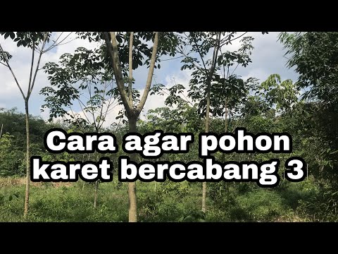 Video: Pohon Karet Saya Tidak Bercabang – Cara Membuat Pohon Karet Bercabang