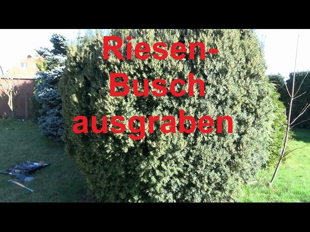 Dig up large bush, tree stumps, yew hedge, tree removal, dig up tree root,  tree stump - YouTube