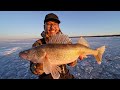 2020 First Ice Red Lake Walleye Fishing! (AMAZING FISHERY)