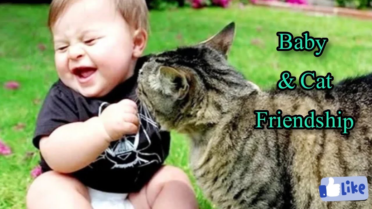 Baby and cat fun Funny cat and baby playing Animal pets YouTube
