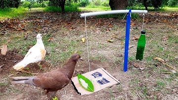 Easy Creative Bird Trap - Using Blue Pipe and Cardboard Box