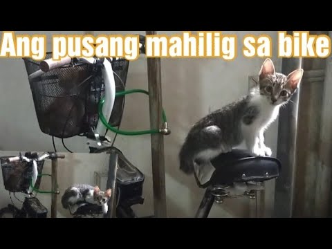 Video: Niyog Ang Kuting, Mula Sa Inabandona Hanggang Sa Naligtas At Maunlad