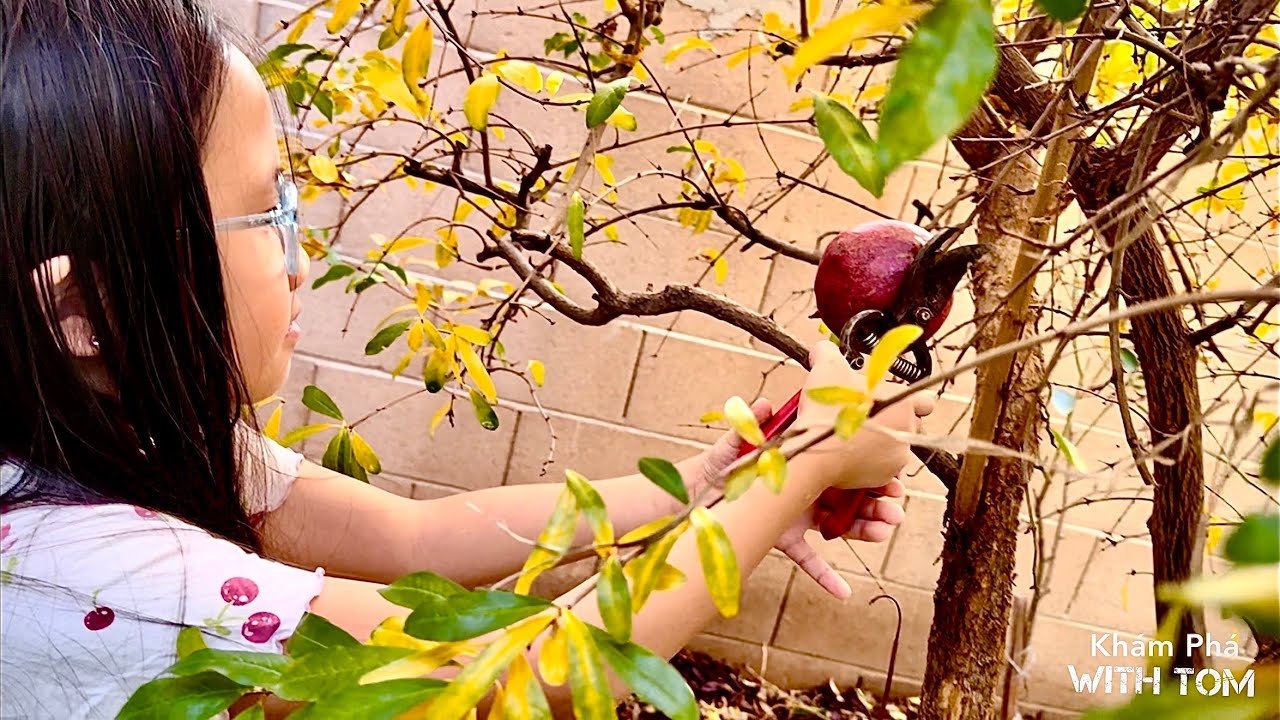 Khám Phá Vườn Nhà Tom Phần 2