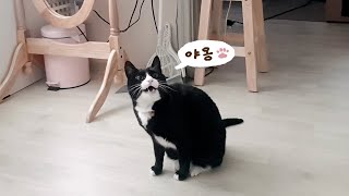 새로운 목소리를 내게 된 고양이 by 요리냥 832 views 1 year ago 2 minutes, 46 seconds