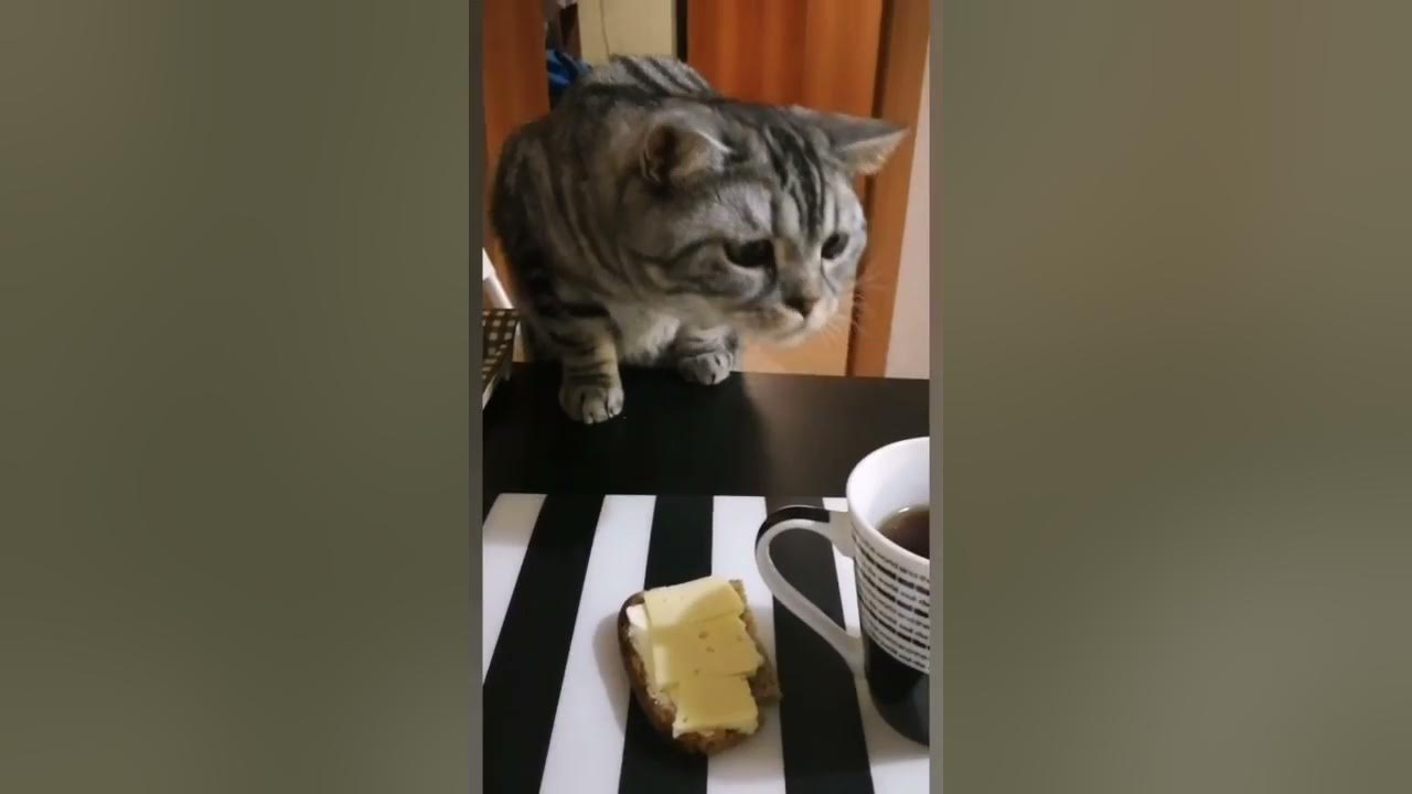 Кот ворует - YouTube