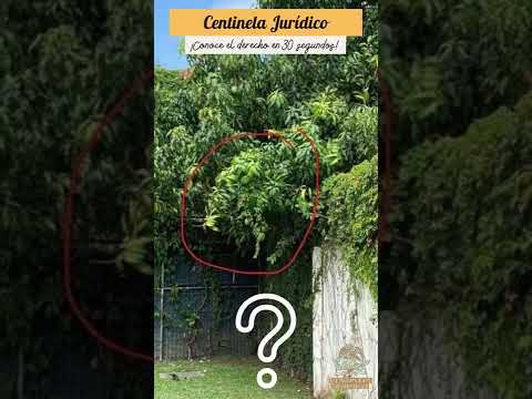 Video: ¿Pueden las raíces de los árboles causar sumideros?