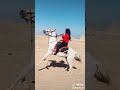 فرس راكبه فرس تيك توك مزه 
