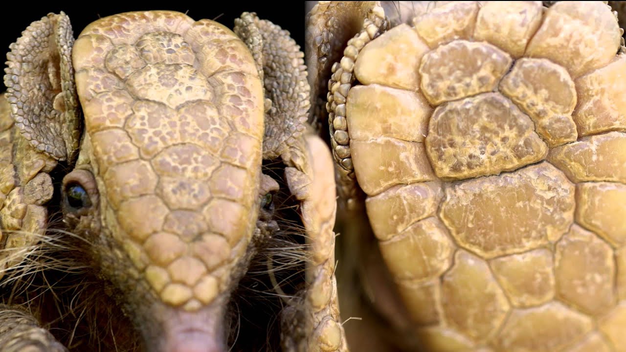 Armadillo - YouTube
