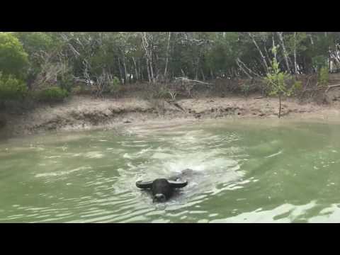 water-buffalo-attacks-fisherman