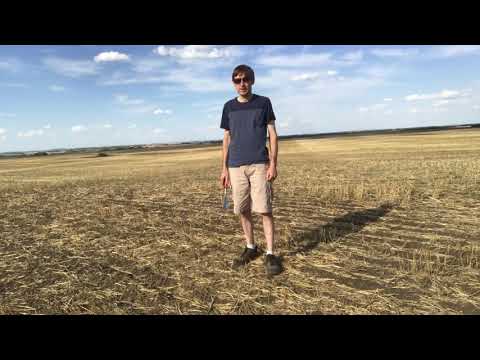 Canola - Flea