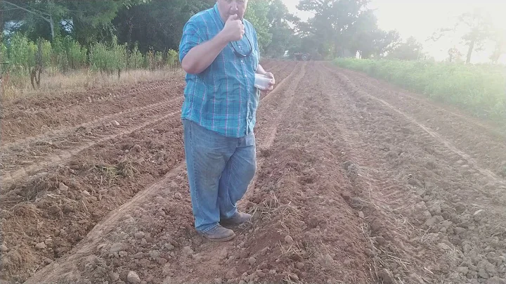 How to plant pumpkins.