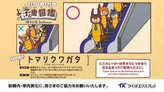 TXよい子ん虫トマリクワガタ