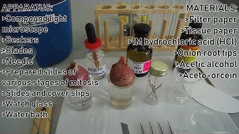 EXPERIMENT 4 SB015  CELL DIVISION
