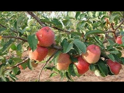 فيديو: قطف التفاح: متى يتم جمعه للتخزين في القبو؟ متى يتم حصاد حصاد الخريف بأصناف مختلفة من الشجرة في جبال الأورال وفي منطقة موسكو؟