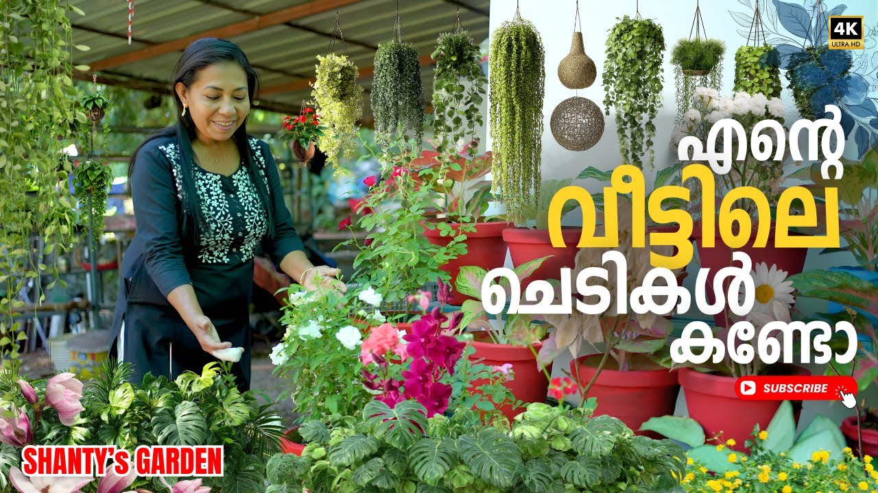 വാ നമുക്ക് എന്റെ വീട്ടിലെ ചെടികൾ കാണാം| House Visit |SHANTY's GARDEN