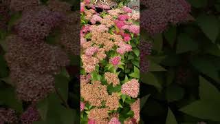 Keeper Plant: Little Princess Spirea Perennial Shrub | Pollinator Magnet #gardening #shorts 🐝🐝🐝