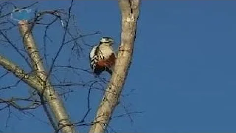 Отряд дятлообразные