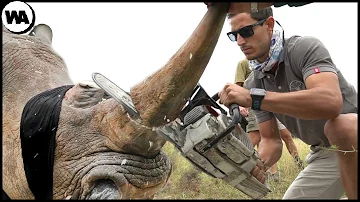 ¿Qué pasa cuando le cortas el cuerno a un rinoceronte?