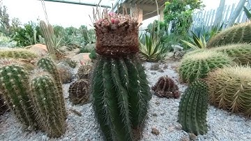 Độc lạ tại vườn Xương Rồng lớn nhất Miền Bắc CACTI ZONE