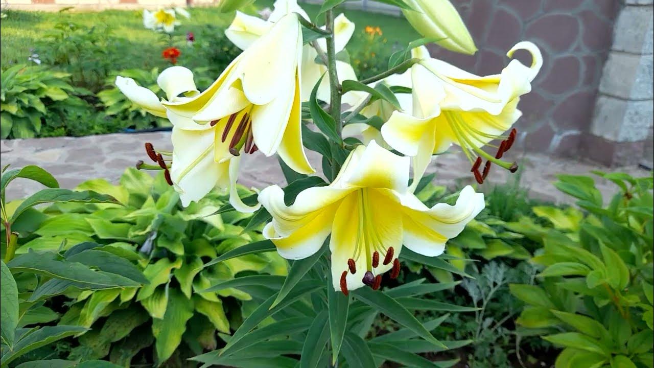 #лилии / Лилия ОТ гибрид Конка д'Ор (лат. lilium Conca d'Or) - YouTube