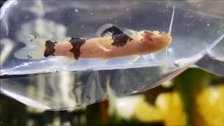 Microglanis poecilus? South American Bumblebee Catfish