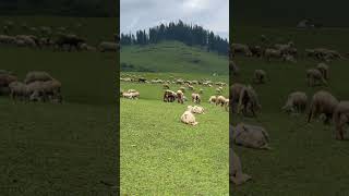 Aayud Diskhal Budgam