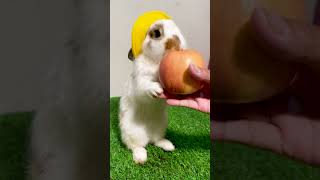 cute bunny eating apple rabbit bunny petrabbitpet asmr apple