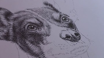 How to draw a realistic dog nose - realistic pencil drawings - Remrov