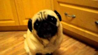 Snorting Pug