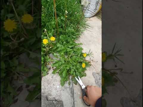 Video: Fertilizante hecho de malezas - Cómo hacer fertilizante de diente de león