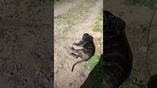 cane Corso Neapolitan mastiff  #5monthsold #shortvideo