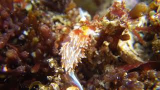 歩くエムラミノウミウシ walking Hermissenda crassicornis