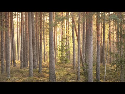 Video: Voidaanko puiden häikäisyä käyttää ulkona?