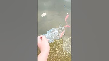 Tiễn ông Công ông Táo về trời