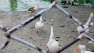 Geese, Greater flamingo by RB Dahri 65 views 5 days ago 39 seconds