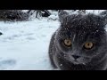 When cat sees snow for the first time