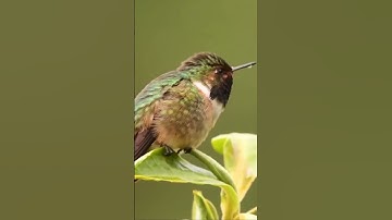 Hummingbird #youtubeshorts #viral #youtube #video #beautiful #viralvideo #trending #shorts #short