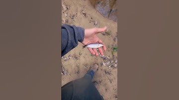 Checking Minnow Traps #fishingvideo