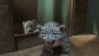 Cape May County Zoo..Snow Leopard Cubs..6/6/13..7 weeks old