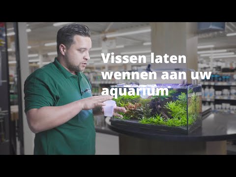Video: Soorten om op te letten bij het selecteren van vissen voor uw nieuwe aquarium