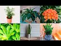6 plantas muy resistentes y fáciles de cuidar - Decogarden - Jardinatis