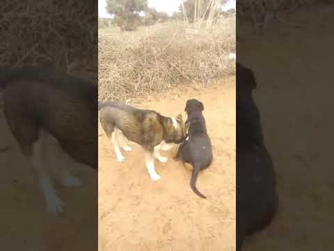 Dwira Flghaba M3a L3chran V