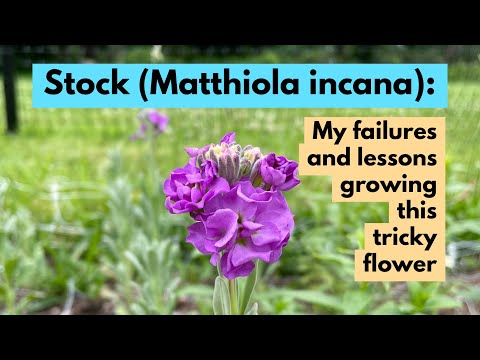 Stock Flower (Matthiola incana): My failures and lessons growing this tricky flower