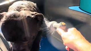 BLUE BLACK STAFFIES MITCH AND MADDIE BATH TIME by Julian Jones 139 views 4 weeks ago 20 seconds