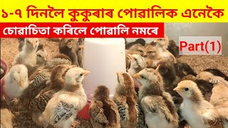 ১ৰ পৰা ৭ দিনলৈ কুকুৰাৰ পোৱালিক এনেকৈ ব্ৰুডিং কৰিলে এটাও পোৱালী নমৰে(Local Murgi farming) screenshot 3