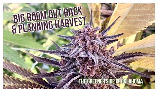 Big Flower Room Cut Back and Preparing for Harvest on The Greener Side of Oklahoma