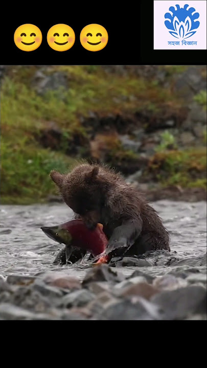 Young bear's epic catch 0003🌟🌟 Animals action moment 0003🌟🌟#bear #animals #salmon