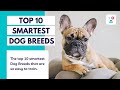 Top 10 smartest dog  breeds in the world  monkoodog